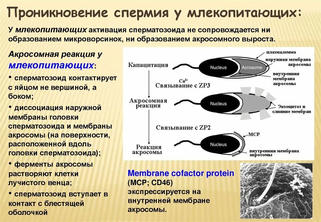 Спермии млекопитающих