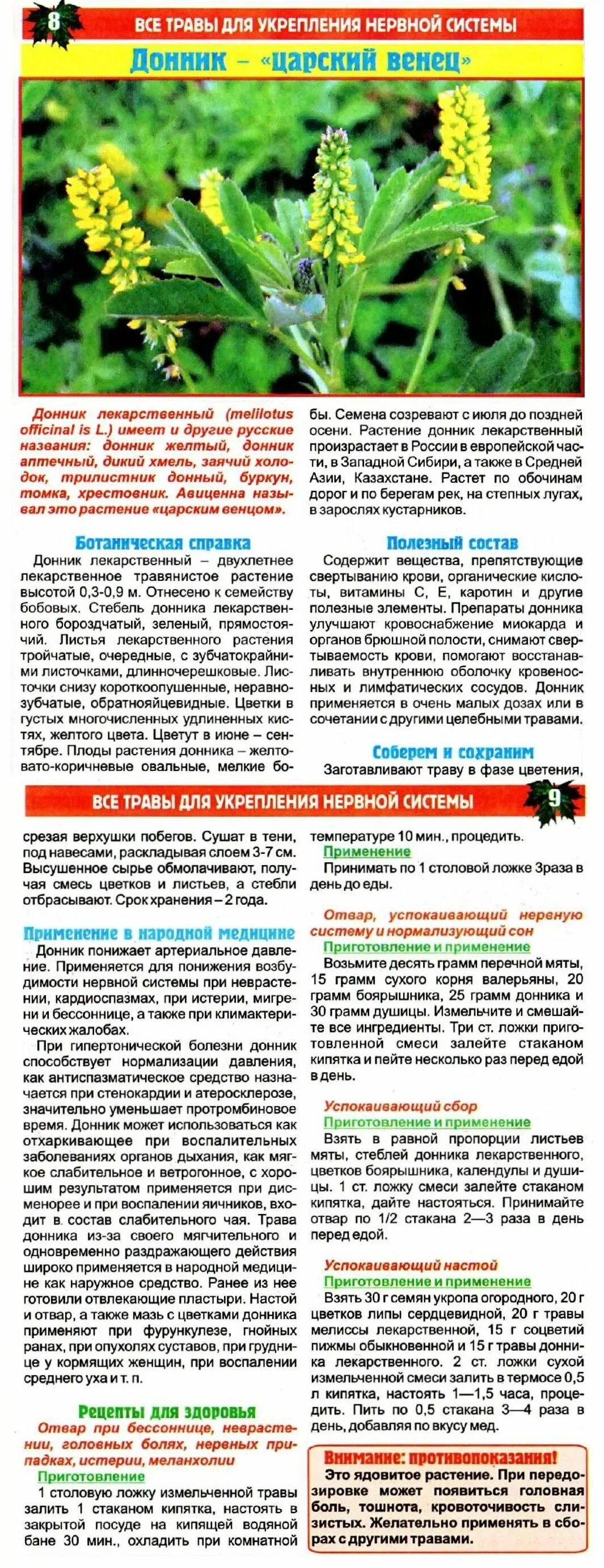 Сбор трав «донник». Донник лекарственный описание. Сбор трав «донник». Лекарственная трава донник лекарственный. Донник лекарственный.