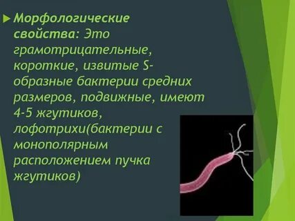 Морфологические свойства это