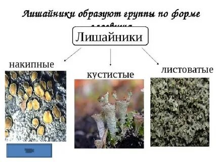 Лишайники 5
