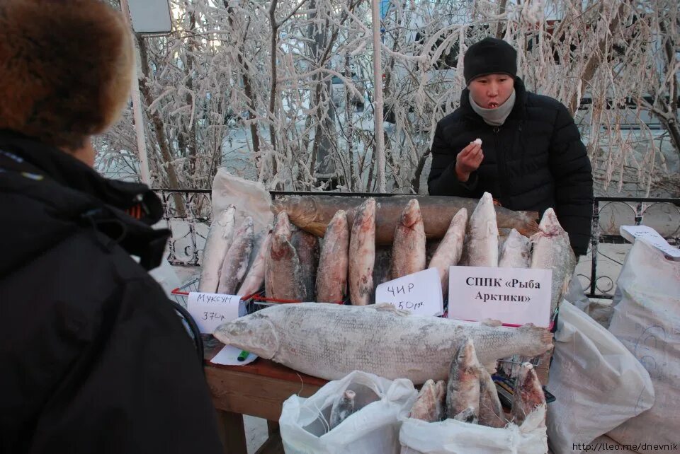 Якут рыба. Рыбы Якутии. Якутская рыба. Рыба в Якутске. Рыба Якутия муксун.