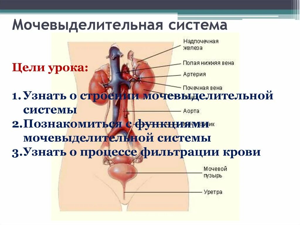 Мочевыделительная система человека ошибки. Мочевыделительная мочевыделительная система. мочевыделительная сис. функции мочевыделительной системы. мочевыдел тельная система.