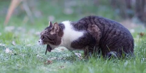 Блеющий кот