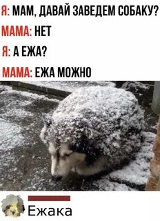 Давай купим собачку