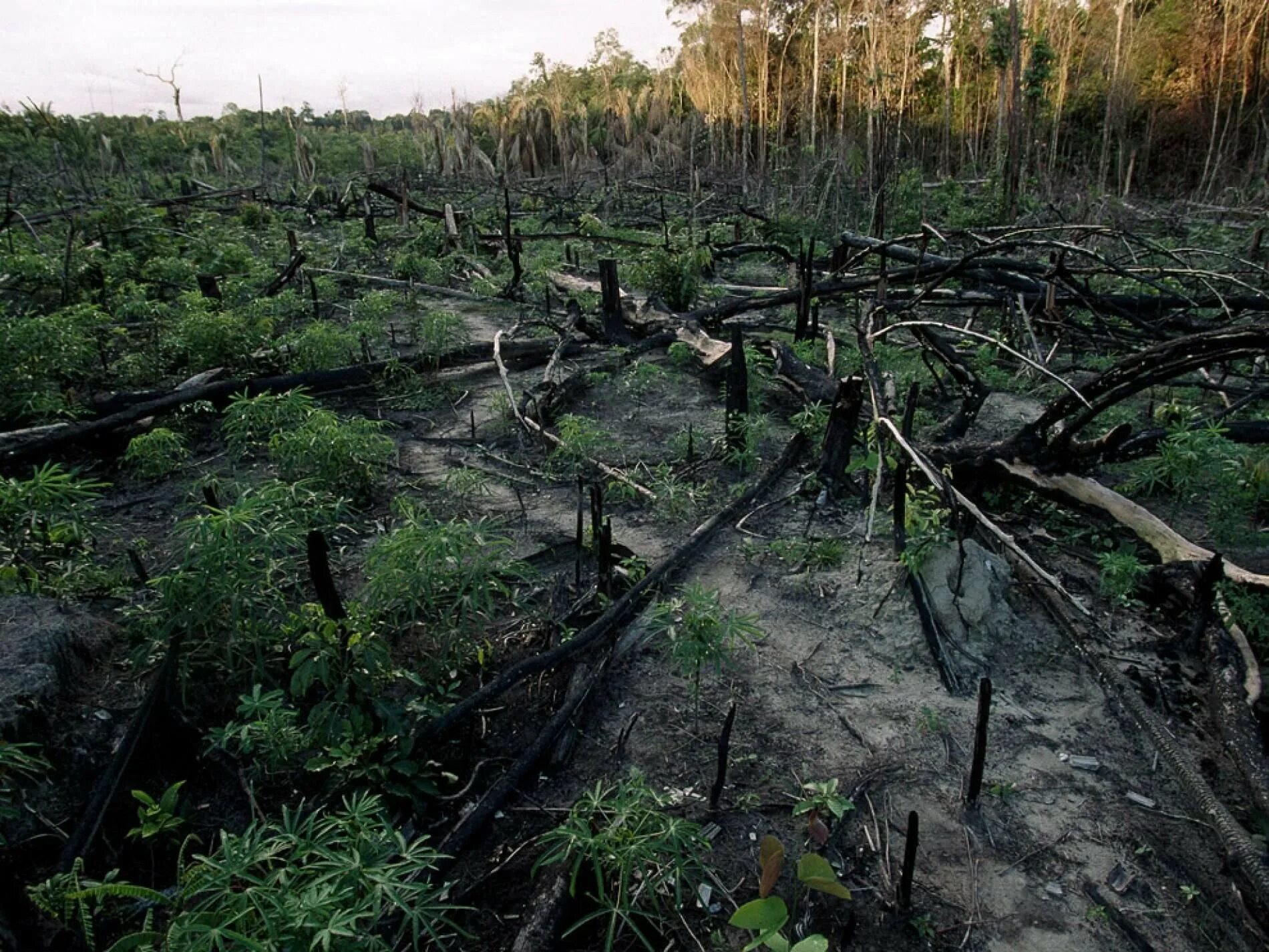 Cut down plant. Последствия вырубки лесов. Лесные антропогенные ландшафты. Экология лесов. Антропогенное воздействие на леса.