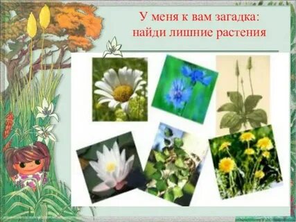 Луг и его обитатели 2 класс