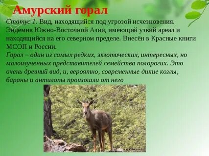 Амурская красная книга