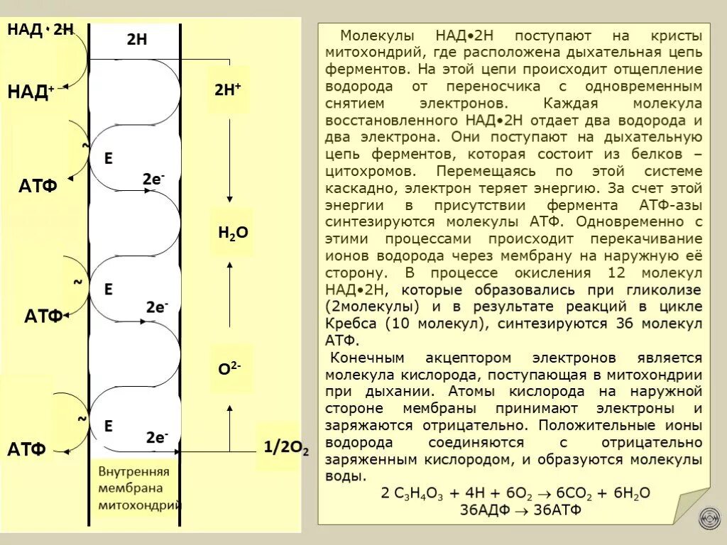 Процесс образования атф в митохондриях. Дыхательная цепь митохондрий. Сколько АТФ образуется в дыхательной цепи. В митохондрии дыхательная цепь ферментов располагается. Окисление в дыхательной цепи.