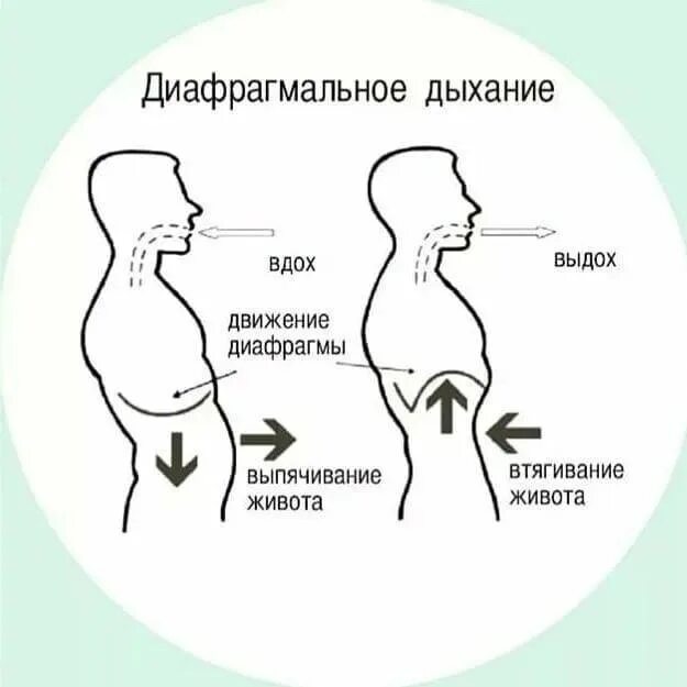 Правильным дыханием является. Диафрагмал ное дыхание. Дыхание диафрагмой. Диафрагма дыхание животом. Методика брюшного дыхания.