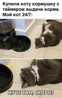 Кот быстро пьет