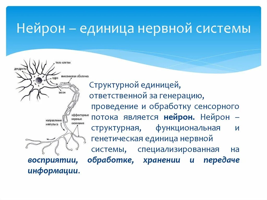 Нейрон структурная и функциональная единица нервной системы. Нервная система строение нейрона. Структурно-функциональной единицы нервной системы (нейрона). Нейрон основная функциональная единица нервной ткани. Нервные узлы и нейрон