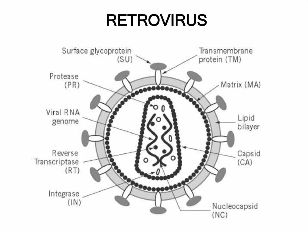 Ретровирусы схема. Ретровирусы строение. Вирион ретровирусов. РНК ретровирусы.