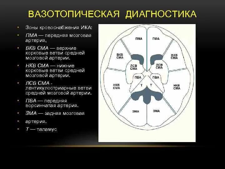 Сма мозга. Сегменты передней мозговой артерии на кт. Сегменты передней мозговой артерии мрт. Среднемозговая артерия сегменты. М1 сегмент средней мозговой артерии.