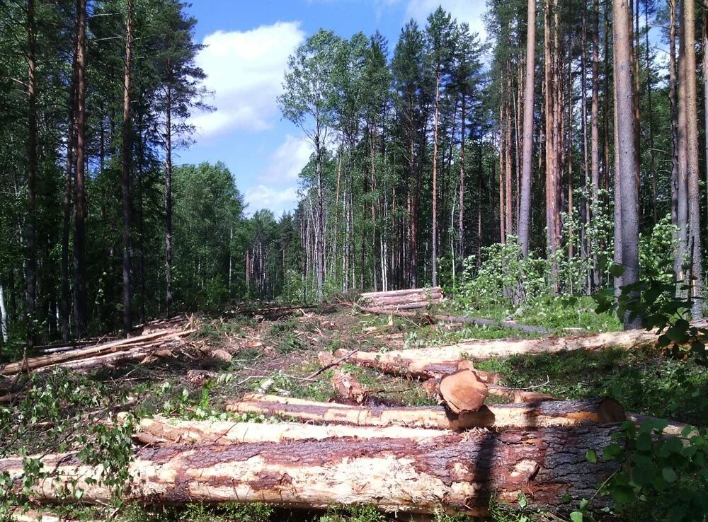 Лесной пал. Сунский Бор Карелия. Сунский Бор Карелия Подгорный. Вырубка леса в Карелии. ДНП сунские пороги.