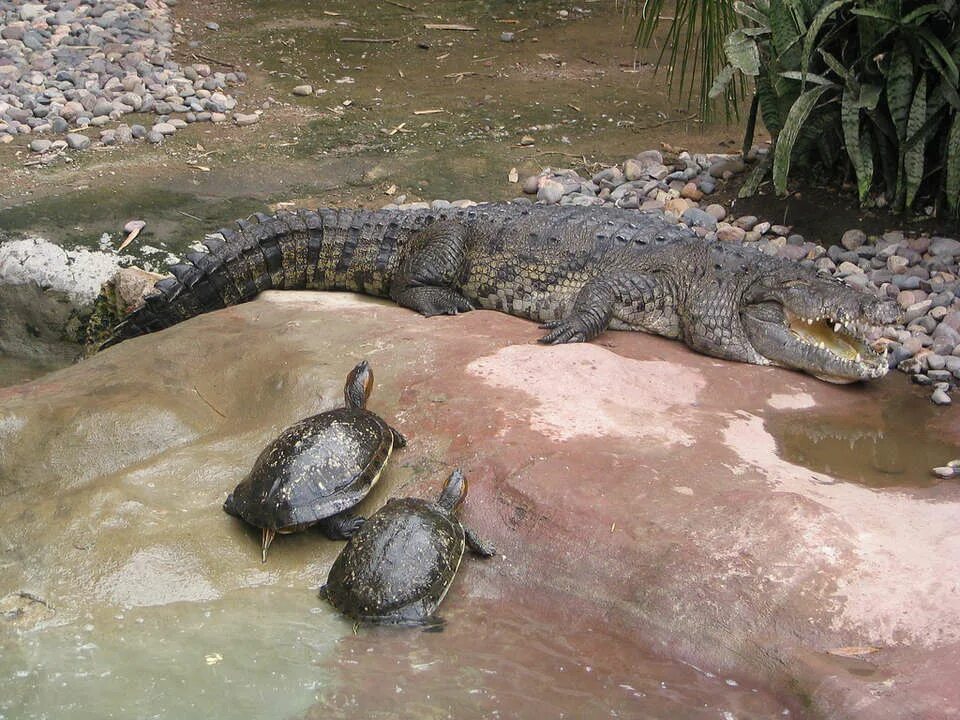 крокодилы ютуб