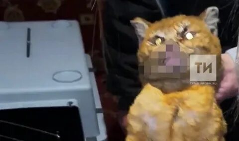 Горел кот