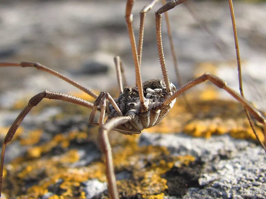 Длинноногий паук сенокосец. Длинноногий паук. Паук сенокосец. Паук сенокосец. Паук сенокосец паутина.