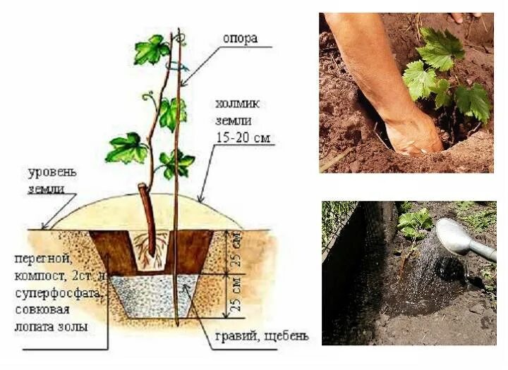 Правильная посадка винограда. Посадочная яма для винограда. Посадка винограда в грунт весной. Сажаем виноград. Способы посадки винограда.