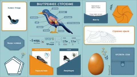 Лэпбук зимующие птицы