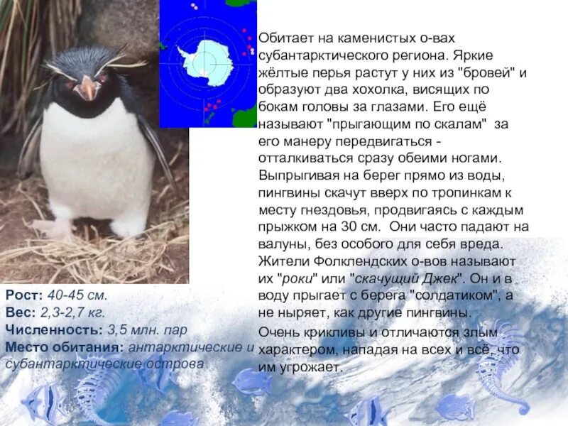 Тип развития субантарктического пингвина