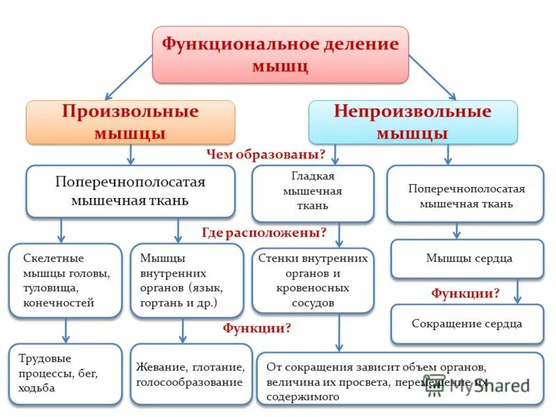 Произвольное движение мышц. Функциональное деление мышц таблица. функциональное деление мышц схема. мышцы функциональное деление мышц свойства мышц. произвольные и непроизвольные мышцы.