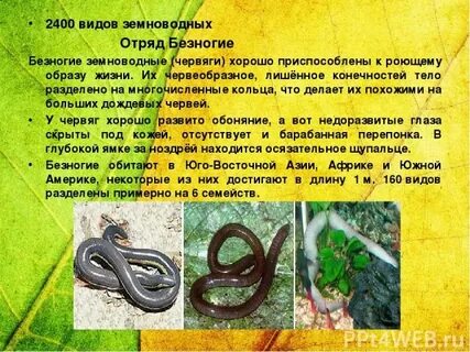 Что характерно для безногой