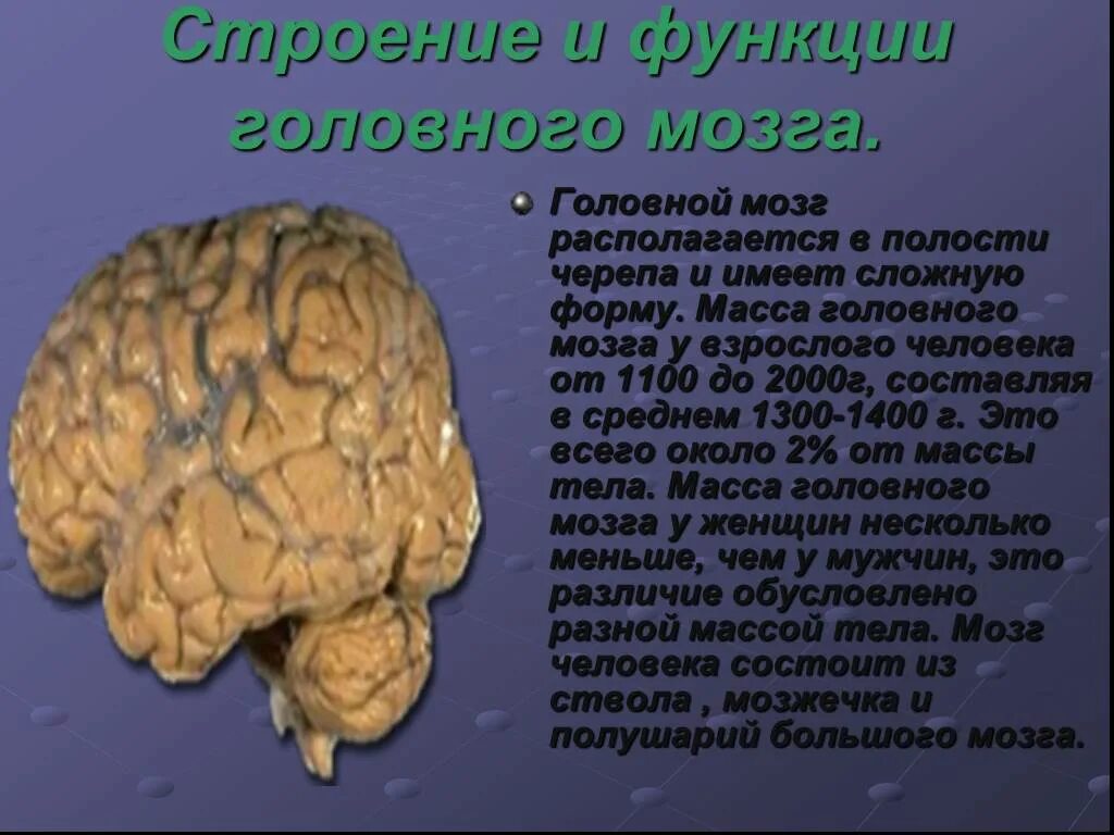 1 масса головного мозга. Сообщение о головном мозге. Доклад на тему мозг человека. Головной мозг располагается. Мозг человека доклад.