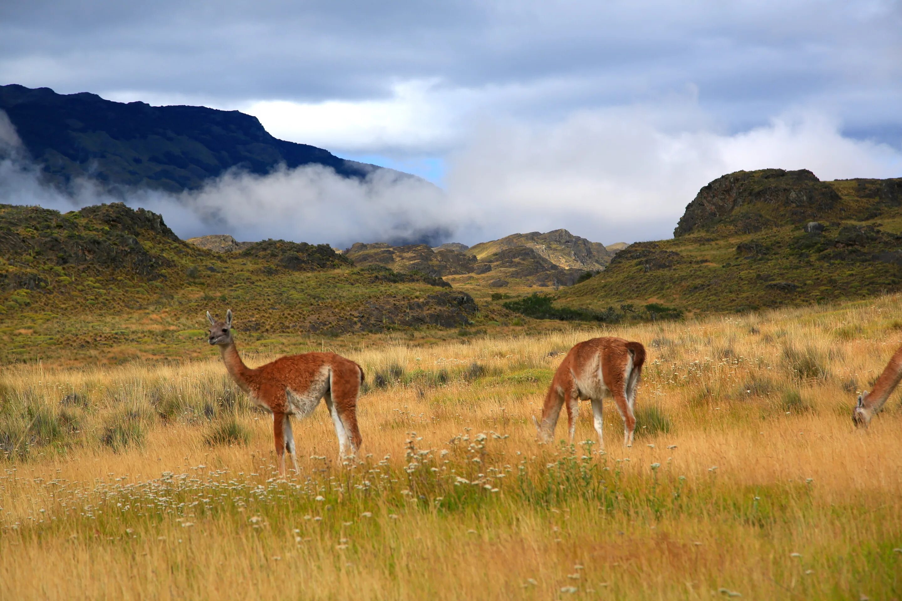 зона степей южной америки. бразилия степь пампа. пампасы уругвай. патагония пампасы. зона степей южной америки.