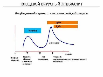Инкубационный период клещевого энцефалита