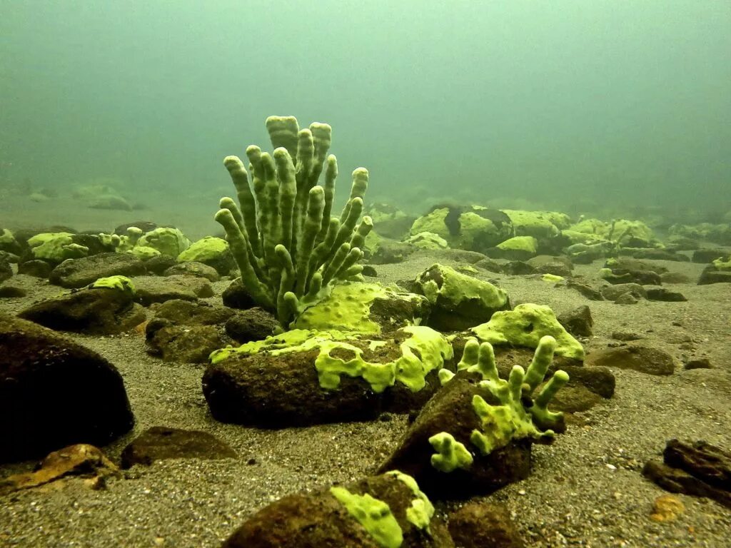 Дно озера Байкал. Водоросли озера Байкал. Подводный мир Байкала. Подводные растения.