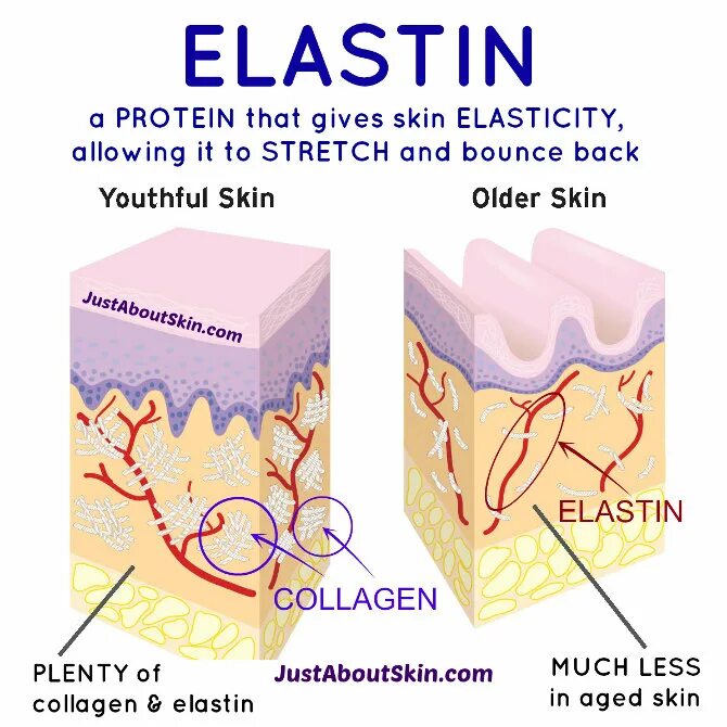 Коллаген картинка. Строение кожи коллаген эластин. Структура кожи эластин. Структура кожи Collagen elastin. Коллаген эластин фибробласты.