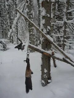 Приманка на соболя