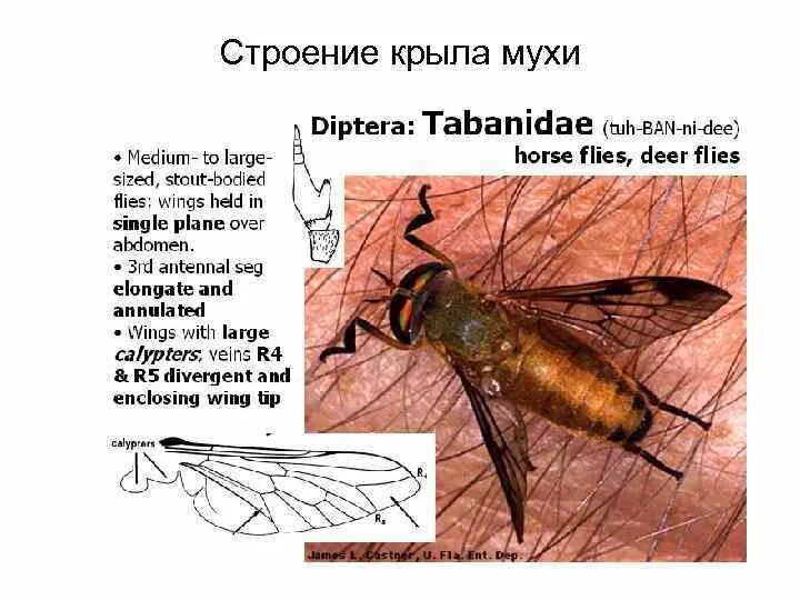 Строение крыла мухи. Анатомия мухи. Сколько крыльев у мухи. Муха строение мухи.
