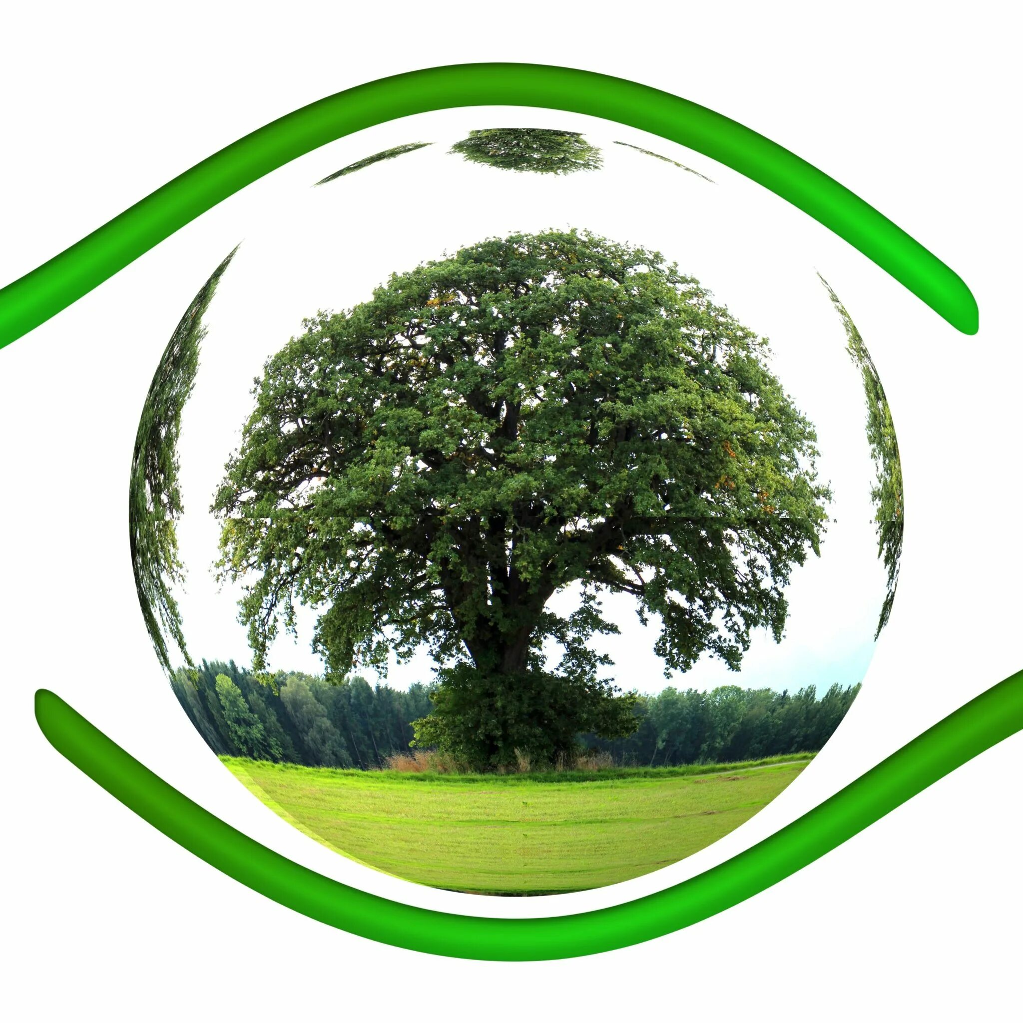 зеленая экология. создавать экологические зоны. схему: «виды особо охраняемых природных территорий». природно-экологический каркас. создавать экологические зоны.