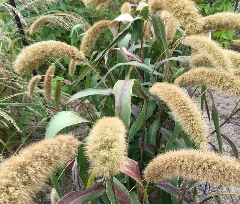 овсец вечнозеленый ‘pendula’. кроссворды для печати легкие. ячмень гривастый куст. пыльца тимофеевки. злак с мужским именем 10 букв сканворд.