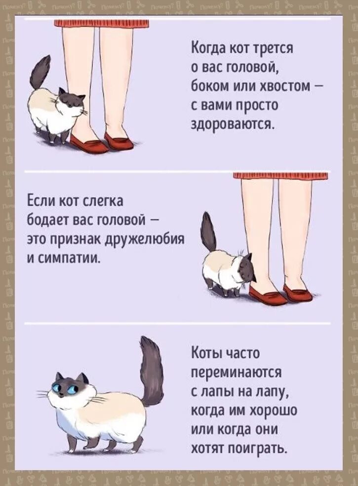 Хвост значение слова. Как понять кошачий язык. Язык кошек учить. Как понять кошку. Изучить кошачий язык.