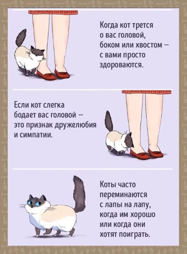 Говорить на языке кота. Как понять кошачий язык. Как понять кошку. Кошачий язык как понять кошку. Язык кошки жесты и позы.