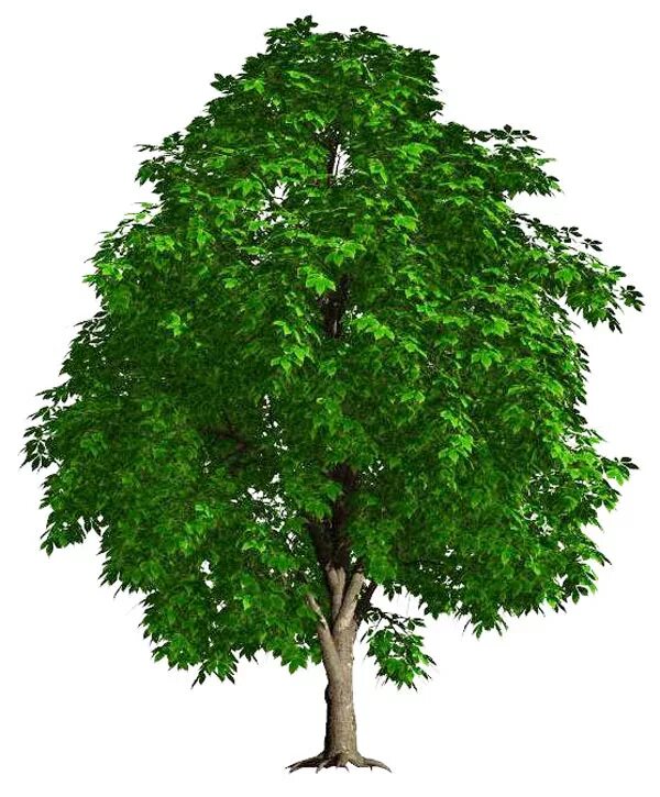 Анимированное дерево. Дерево гиф на прозрачном фоне. Дерево гифка. Анимационное дерево. Дерево на прозрачном фоне.