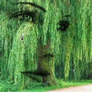 Рингтон плакала ива