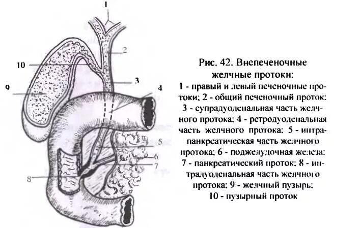 Схема внепеченочных желчных протоков. Схема общего желчного протока. Схема внепеченочный желчный проток. Отделы общего печеночного протока.