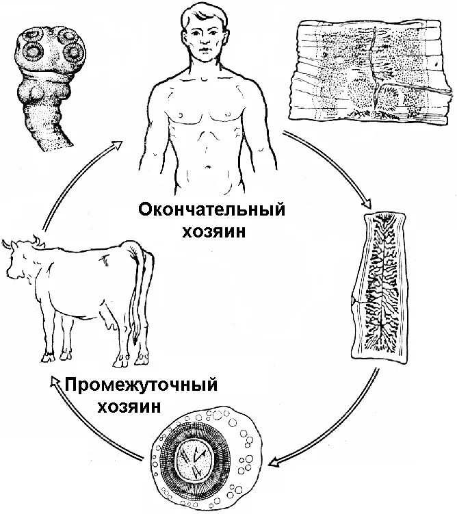 Бычий цепень человек какой хозяин