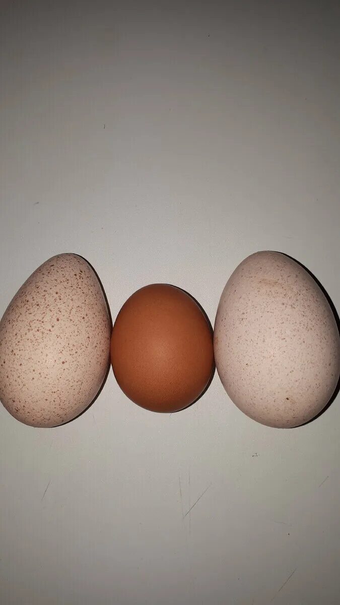 Сколько растет яйцо