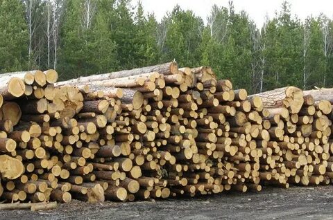 Бесплатная древесина от государства