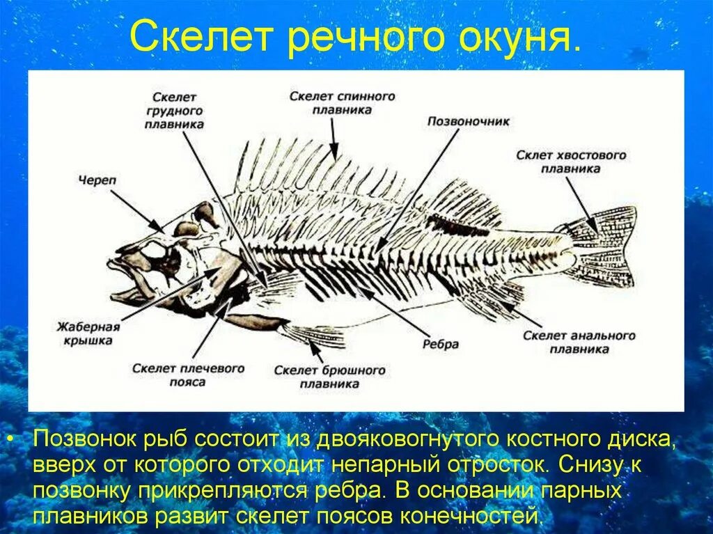 Скелет рыбы состоит из. Скелет надкласс рыбы. строение скелета костных рыб. строение скелета речного окуня. скелет костистой рыбы речной окунь биология 7 класс.