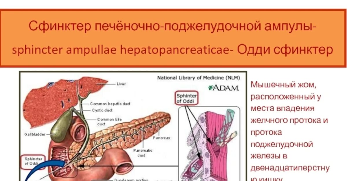 Привратник и сфинктер Одди. Поджелудочная железа сфинктер Одди. Поджелудочная железо сфенктер Одди. Печеночно-поджелудочная ампула открывается:. Сфинктер расположение