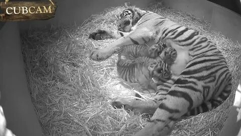 Zoological society