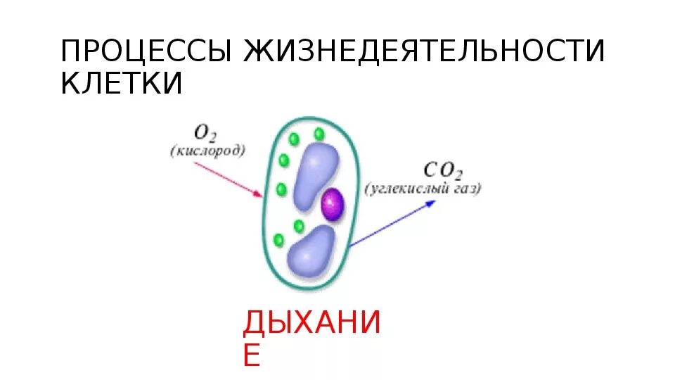 Жизни деятельности клетки. Процессы жизнедеятельности клетки. Дыхание клетки. Биология жизнедеятельность клетки. Процессы жизнедеятельности клетки 6 класс.