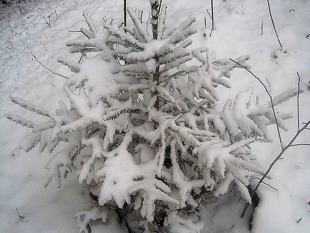 елка зимой. в лесу родилась елочка текс. ель зимой. родилась ёлочка лесу она росла зимой и летом стройная зелёная была. елка зимой.