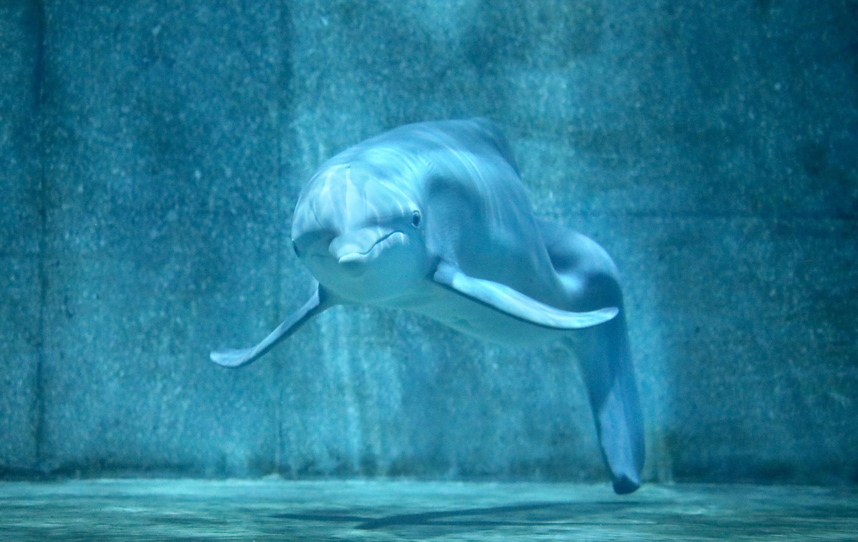 Луна дельфины слушать. Дельфин Винтер. Дельфин Винтер 2021. Дельфин без хвоста Винтер.
