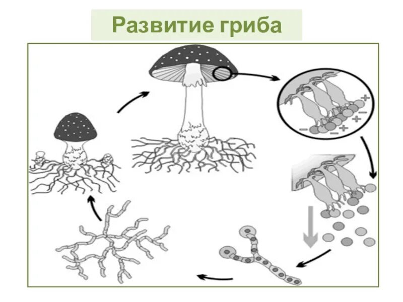 Половые споры грибов. Жизненный цикл шляпочного гриба схема. Цикл развития шляпочного гриба. Цикл размножения шляпочных грибов. Схема развития шляпочного гриба.